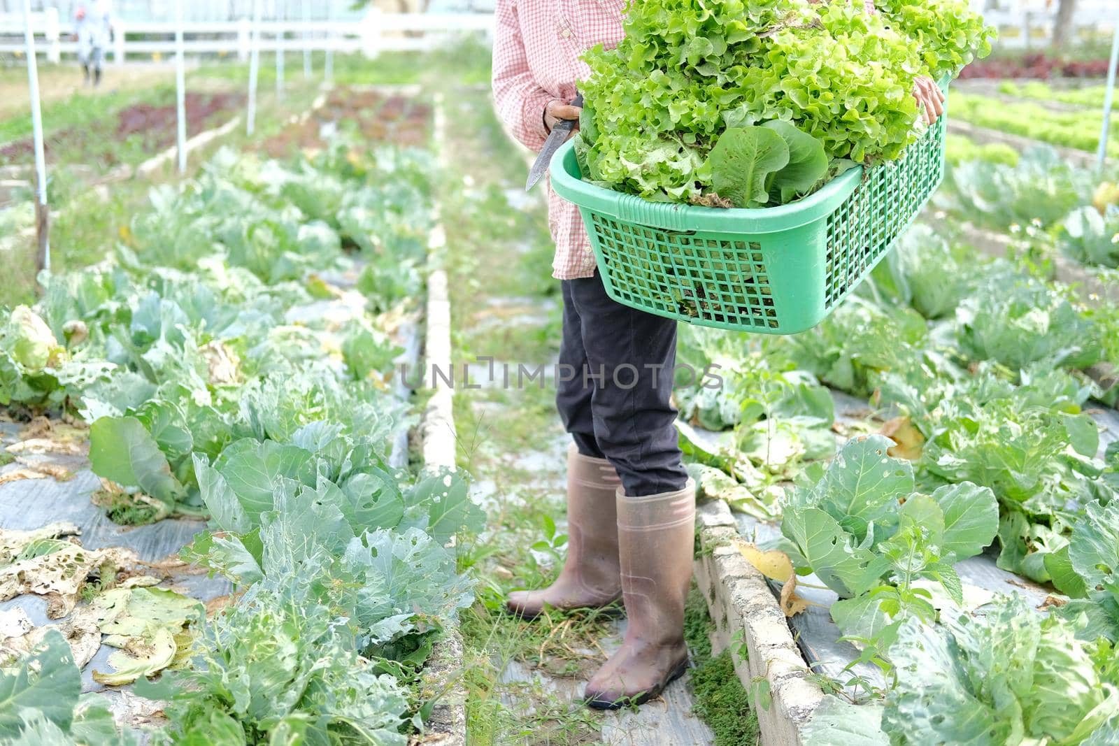 farmer hand holding basket with fresh lettuce vegetable harvesting from farm