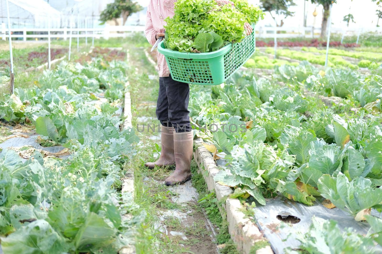 farmer hand holding basket with fresh lettuce vegetable harvesting from farm