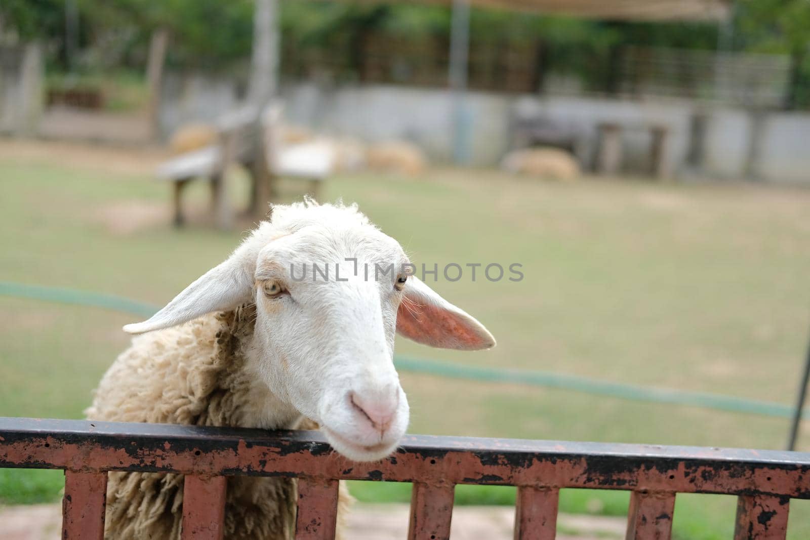 sheep ram ewe livestock in farm farmland