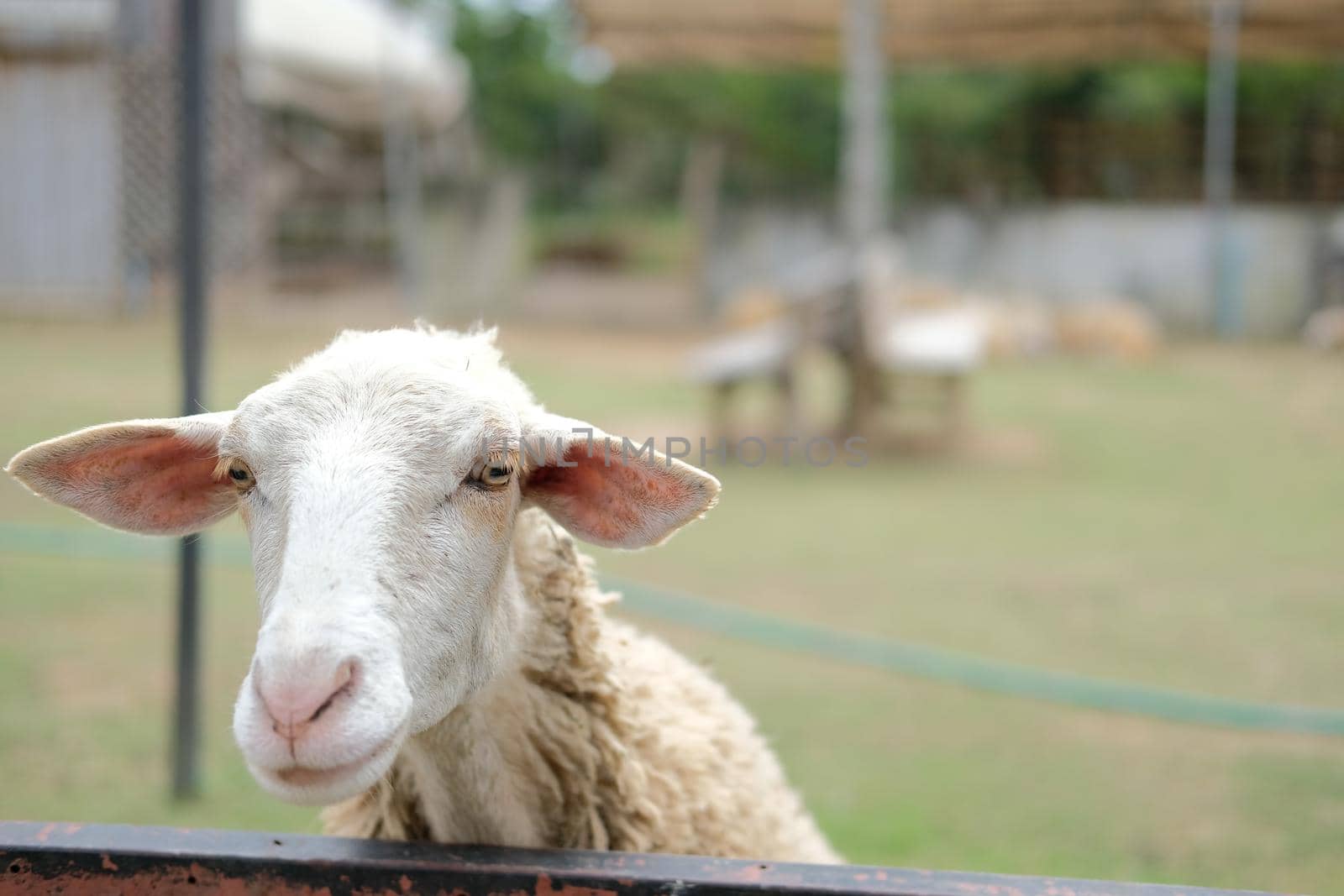 sheep ram ewe livestock in farm farmland