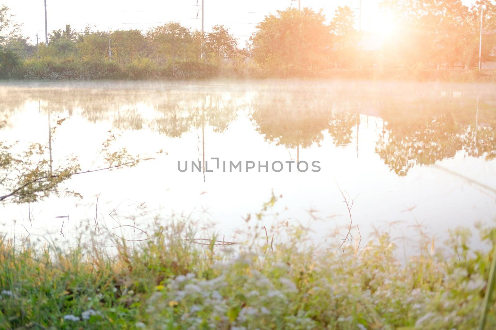 grass with fog on swamp pond lake. foggy misty morning