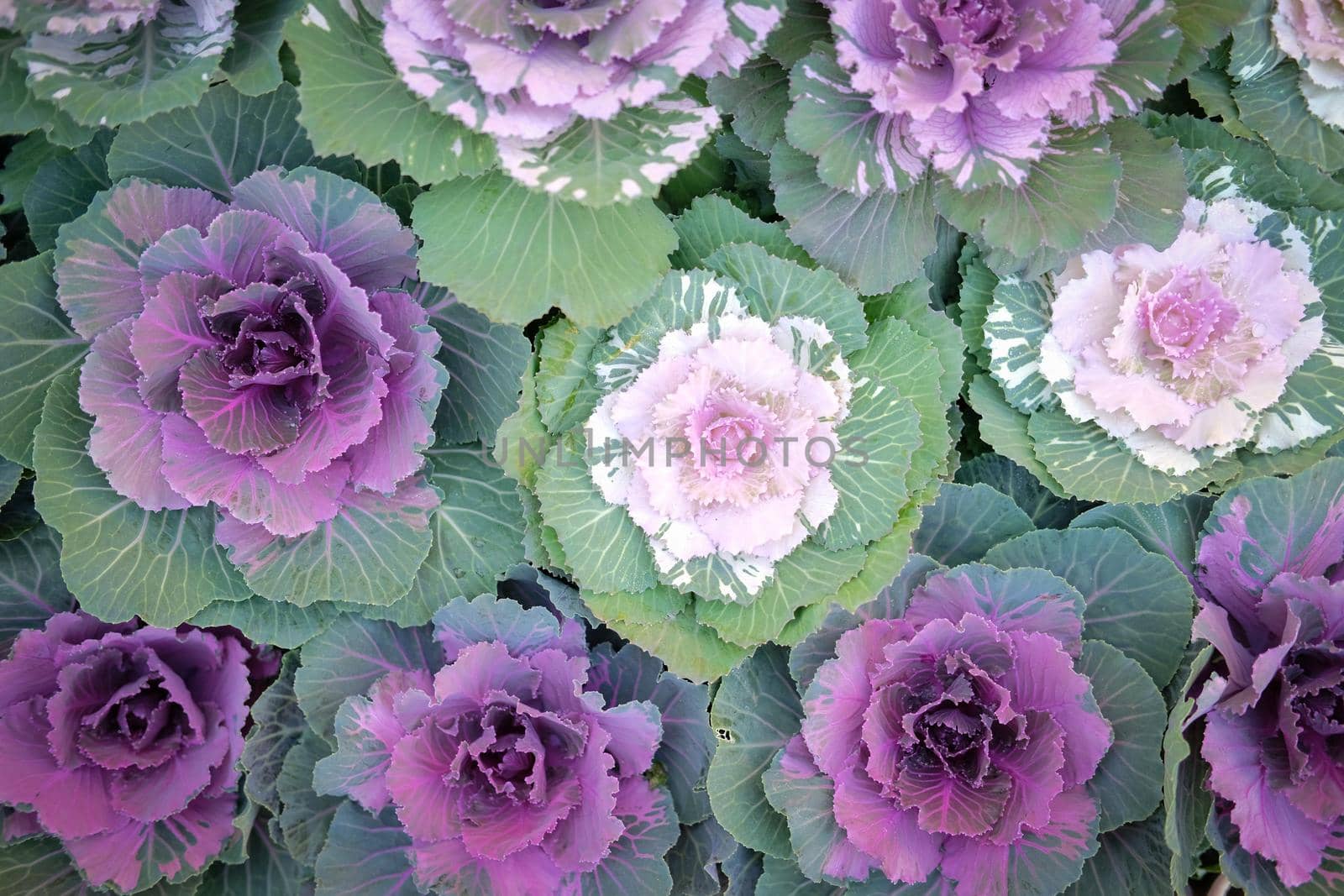 ornamental cabbages decorating in garden. decorative cabbage plant. Brassica Oleracea