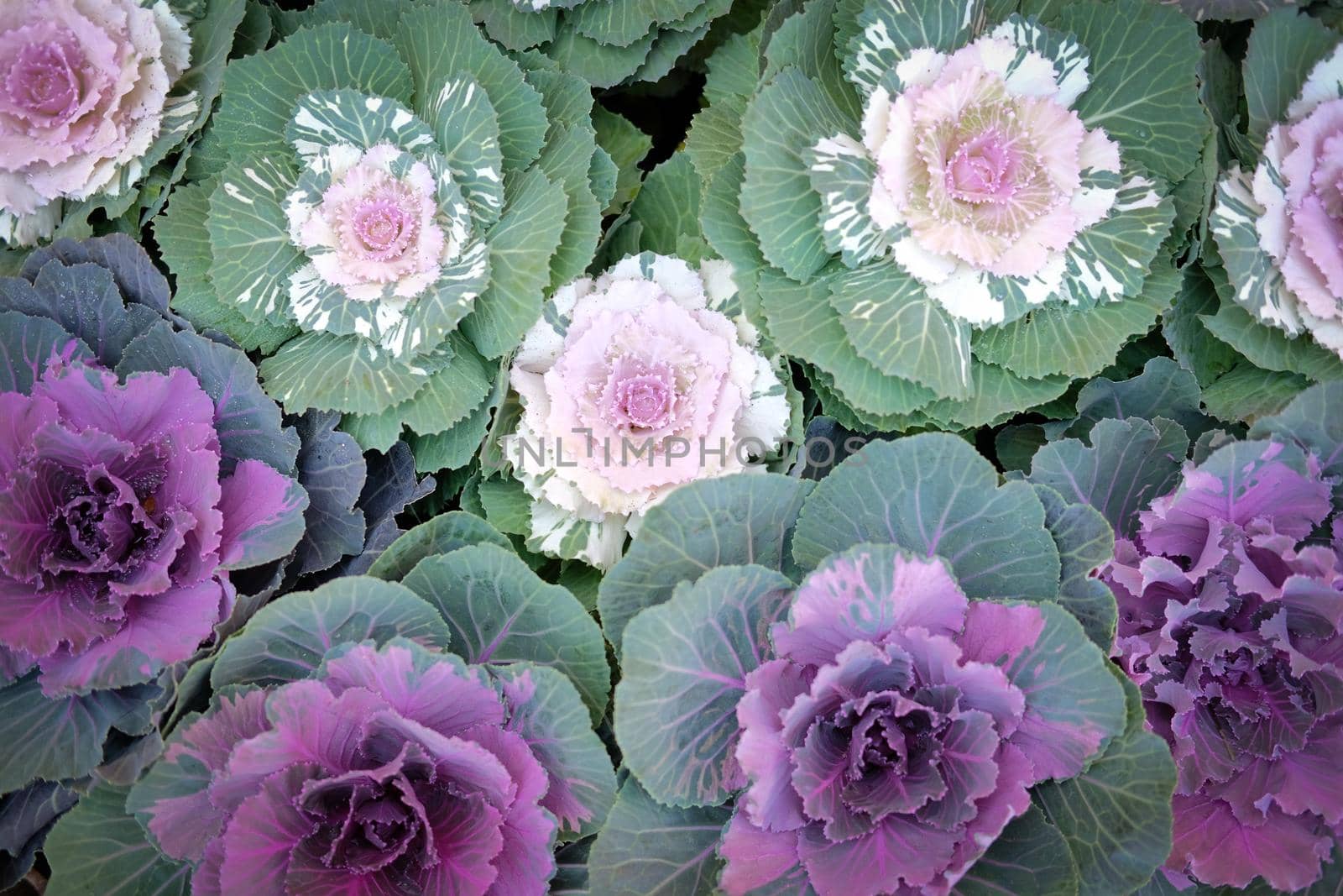 ornamental cabbages decorating in garden. decorative cabbage plant. Brassica Oleracea