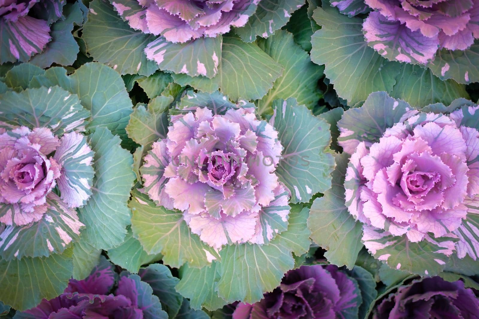 ornamental cabbages decorating in garden. decorative cabbage plant. Brassica Oleracea