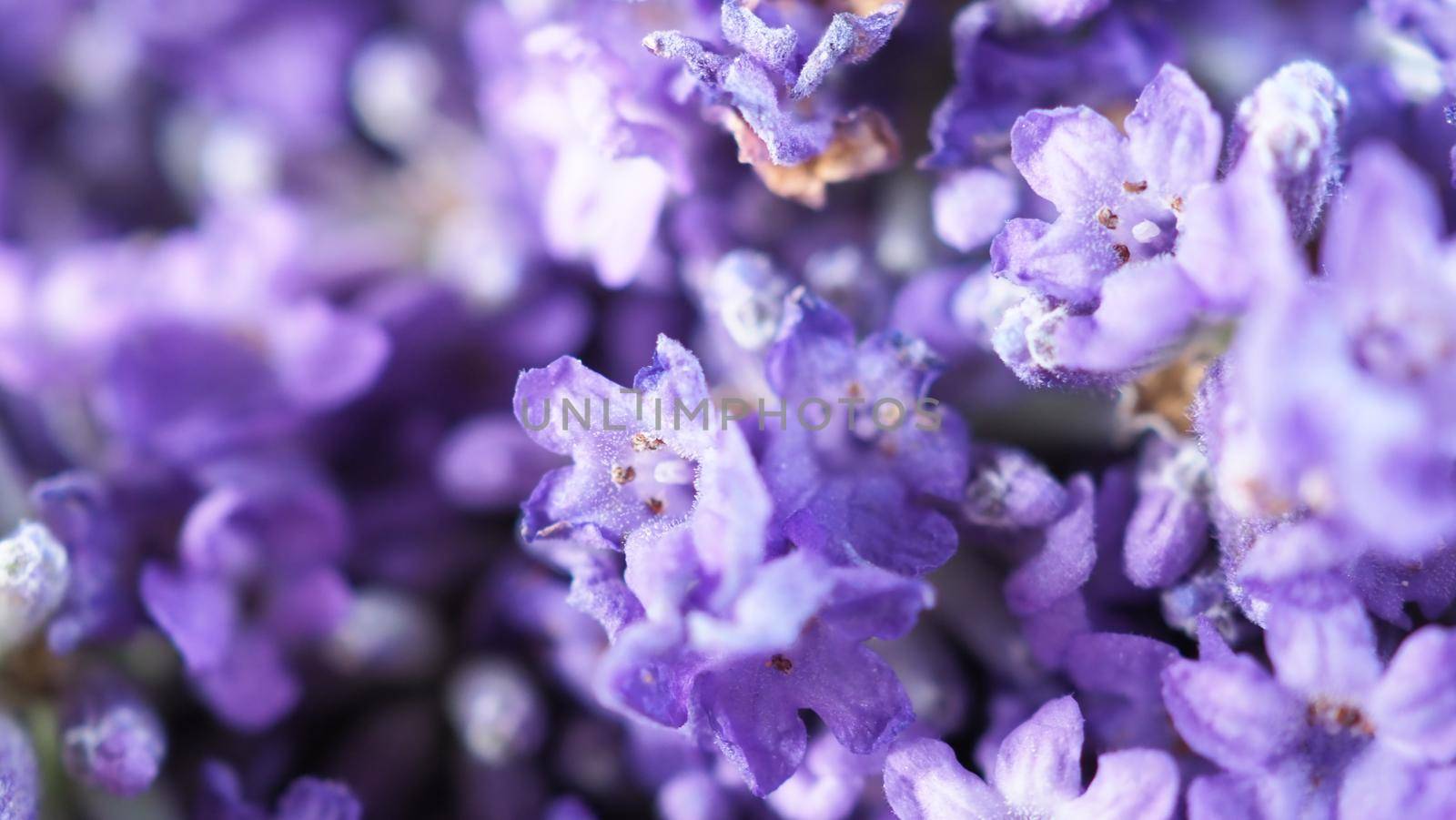 Bunch or bouquet of purple lavender flowers on a wood texture table.  by gnepphoto