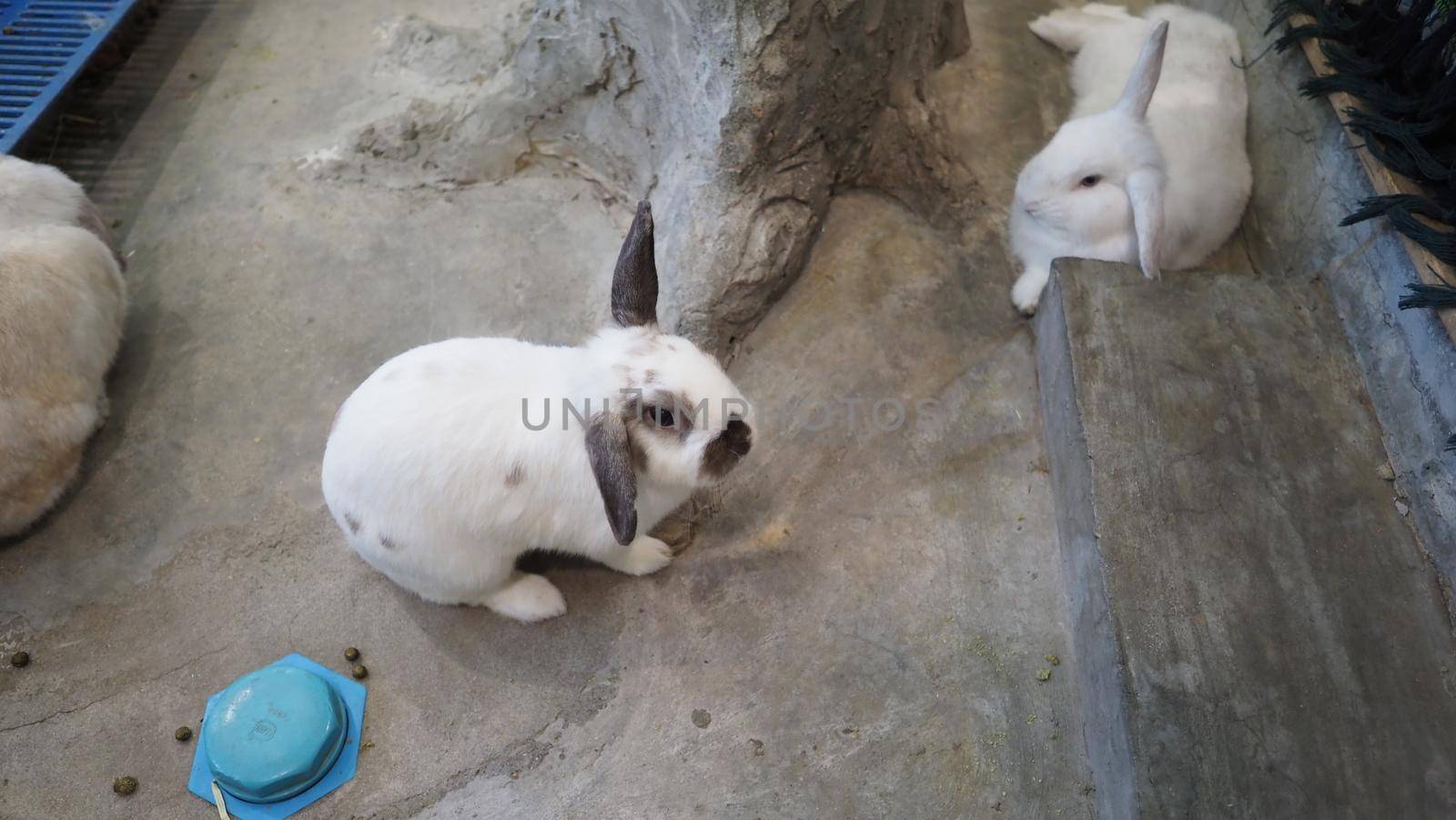 White color rabbit or bunny sitting and playing on cement floor in house and dry Barley straw and water in tray beside them. they look a bit fluffy and adorable. rabbit very popular pets for young woman. animal concept.