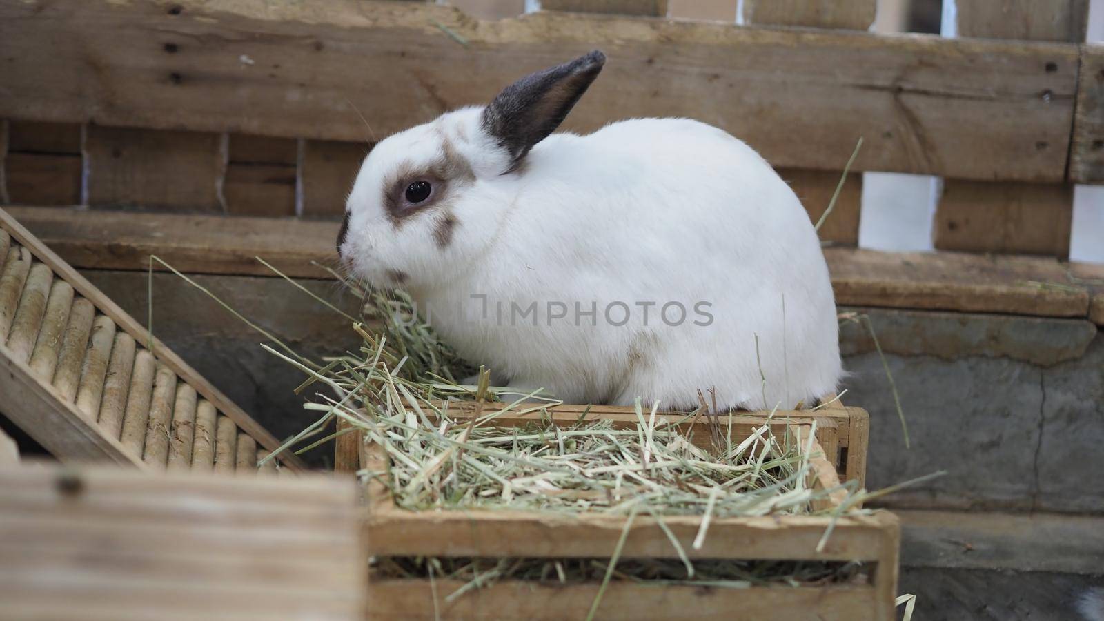 White color rabbit or bunny sitting and playing on cement floor in house by gnepphoto