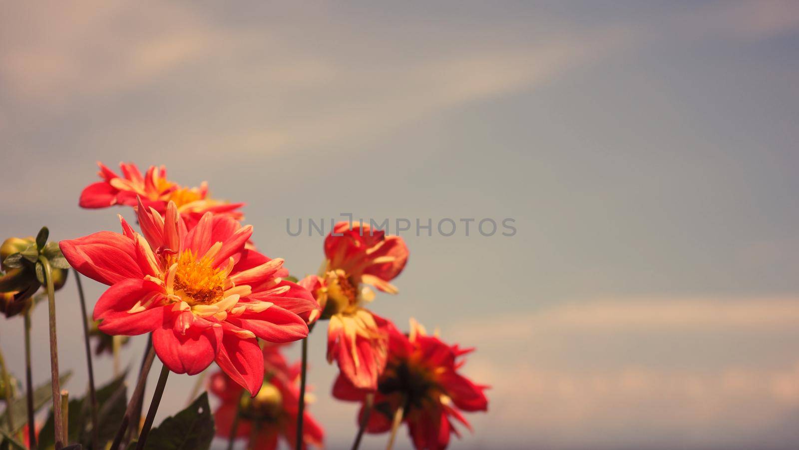 Close up images of red color Dahlia flowers and clear light blue sky in Furano province Northen part of Hokkaido Japan on summer season around August or September.