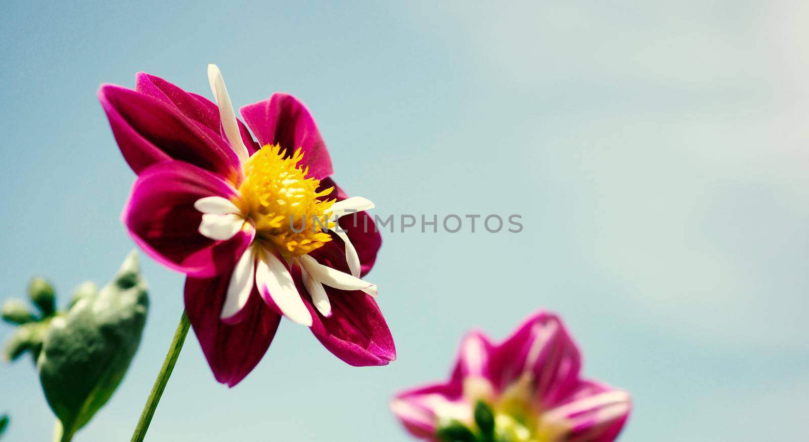 Close up images of red color Dahlia flowers and clear light blue sky in Furano province Northen part of Hokkaido Japan on summer season around August or September.