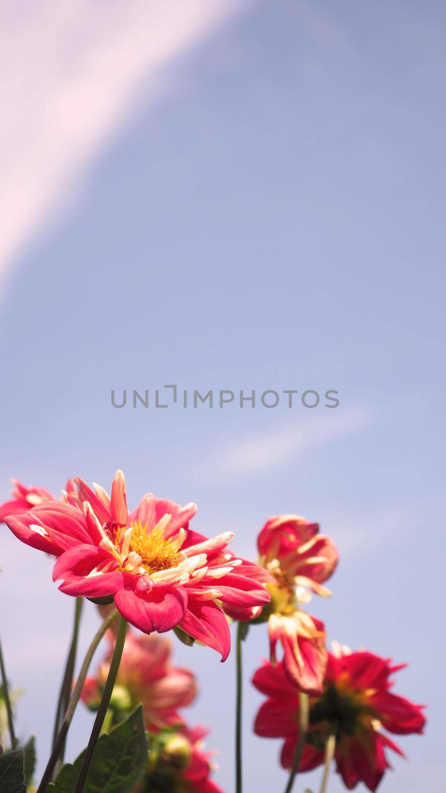 Close up images of red color Dahlia flowers and clear light blue sky in Furano by gnepphoto