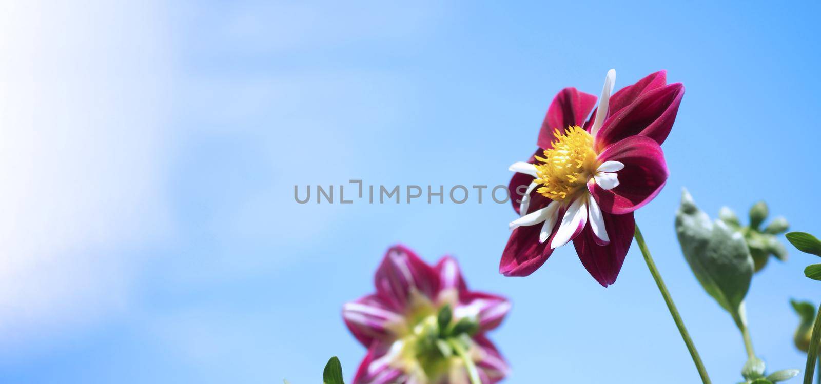 Close up images of red color Dahlia flowers and clear light blue sky in Furano province Northen part of Hokkaido Japan on summer season around August or September.