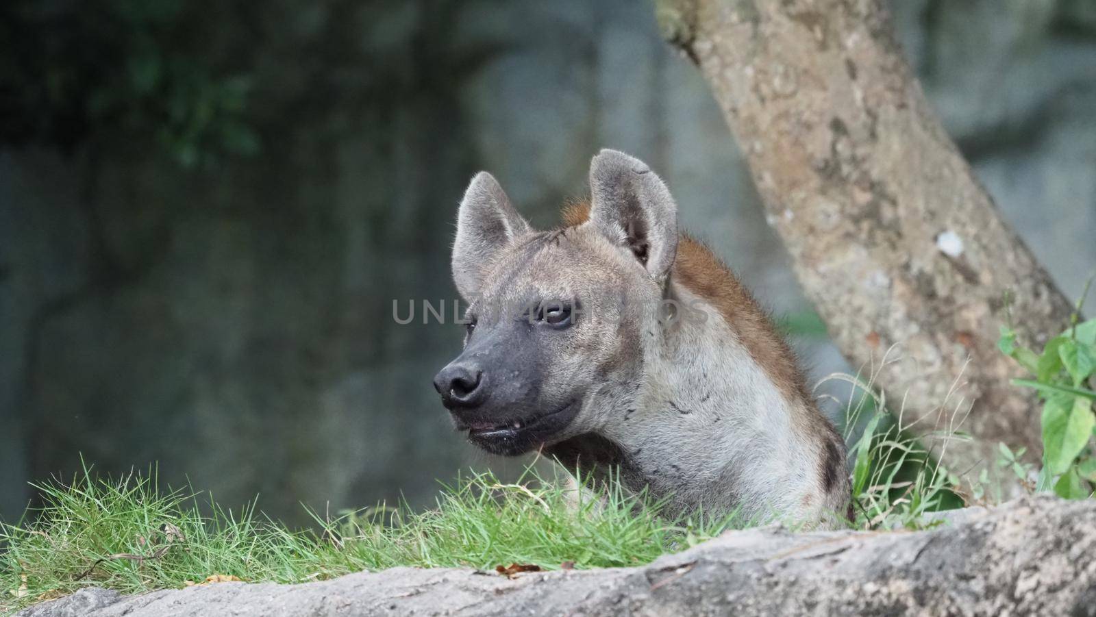 Hyena, Spotted hyena, Crocuta crocuta, Dangerous dog in grasses field near the big rock, set up forest with trees. Animal in nature, Chonburi province. Thailand. Wildlife concept Hyeena life. telephoto shot.