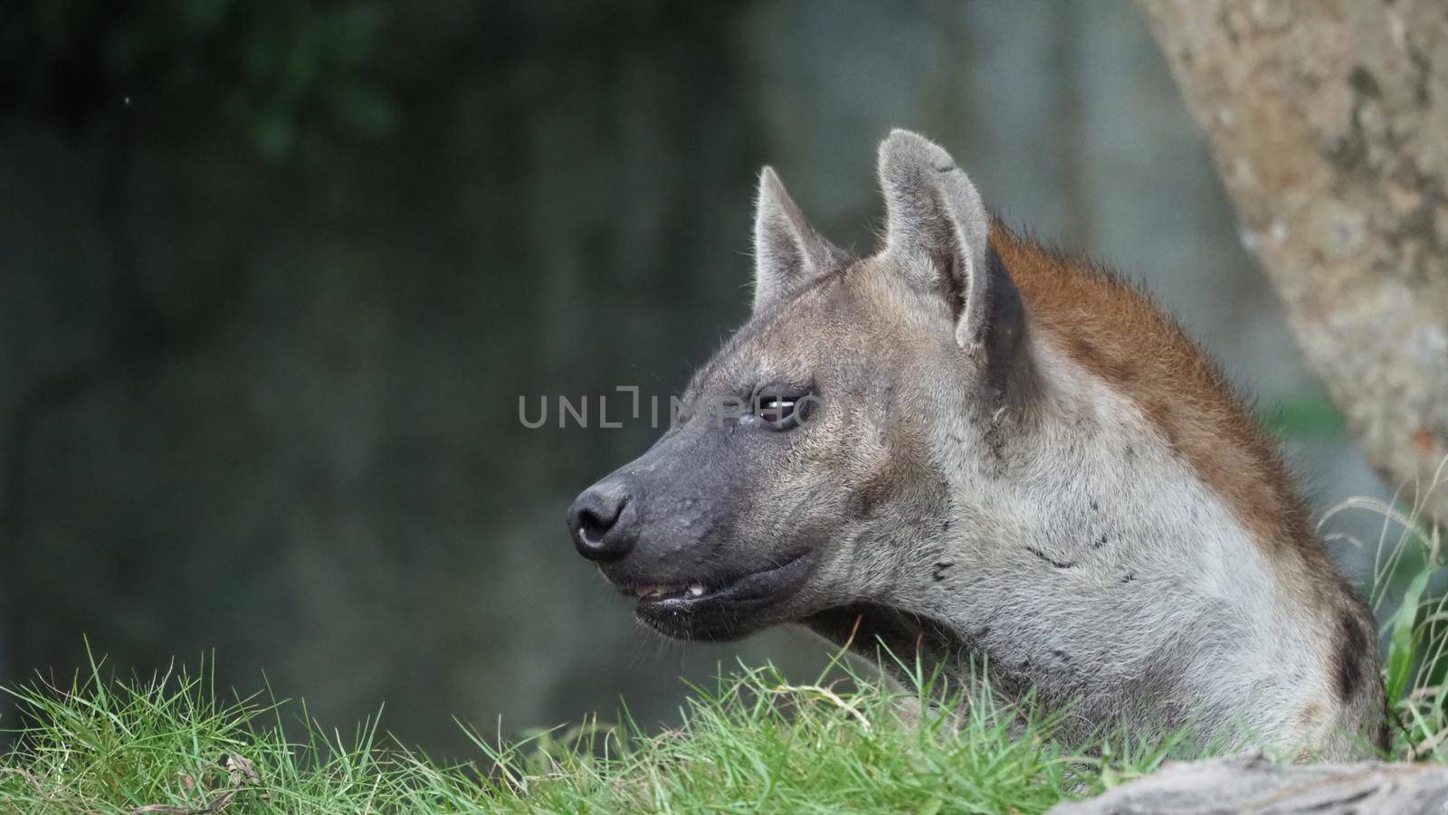 Hyena, Spotted hyena, Crocuta crocuta, Dangerous dog in grasses field near the big rock, set up forest with trees. Animal in nature, Chonburi province. Thailand. Wildlife concept Hyeena life. telephoto shot.