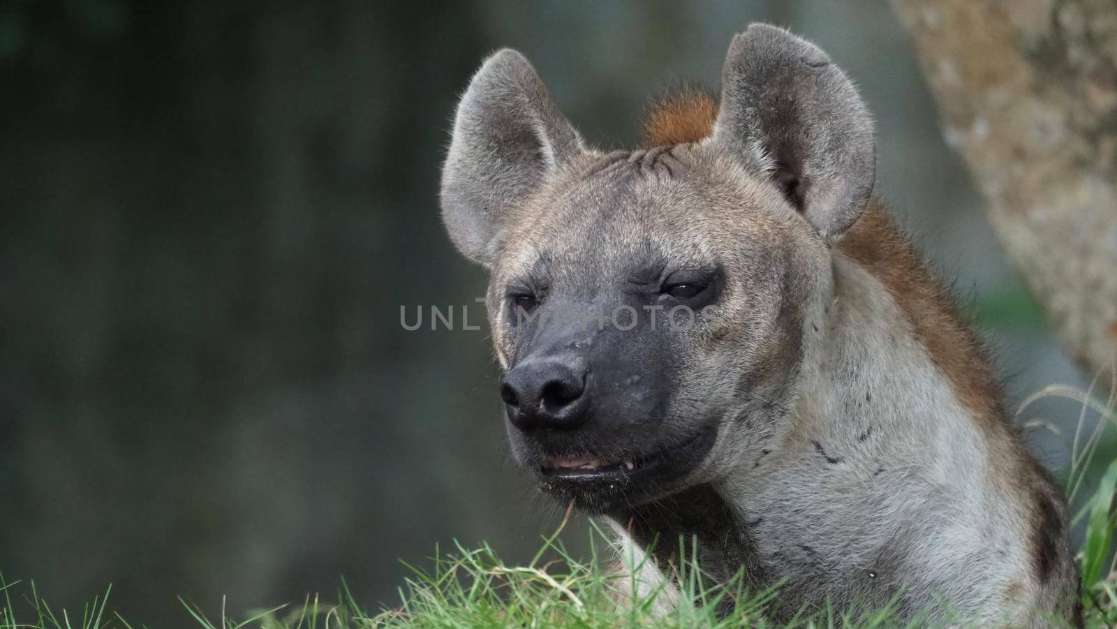 Hyena, Spotted hyena, Crocuta crocuta, Dangerous dog in grasses field. by gnepphoto