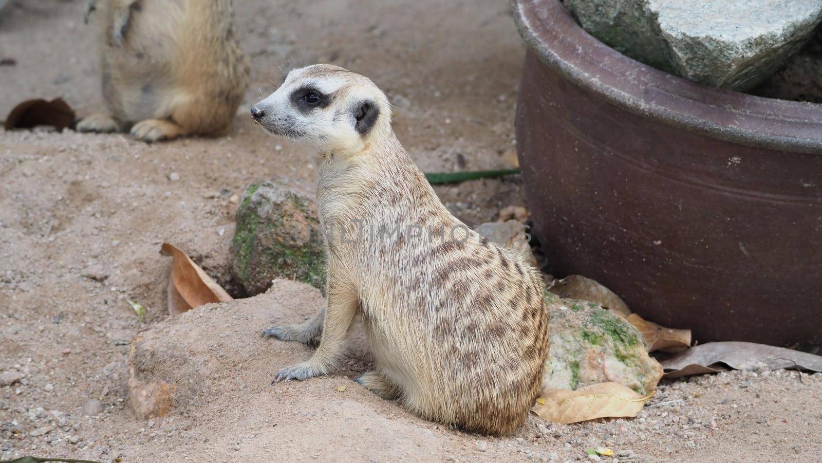 Meerkat looking for something. Suricata suricatta wild predators in natural environment. Wildlife scene from nature. Portrait of Meercat, Asian native animal, small carnivore mongoose family. Chonburi Thailand.