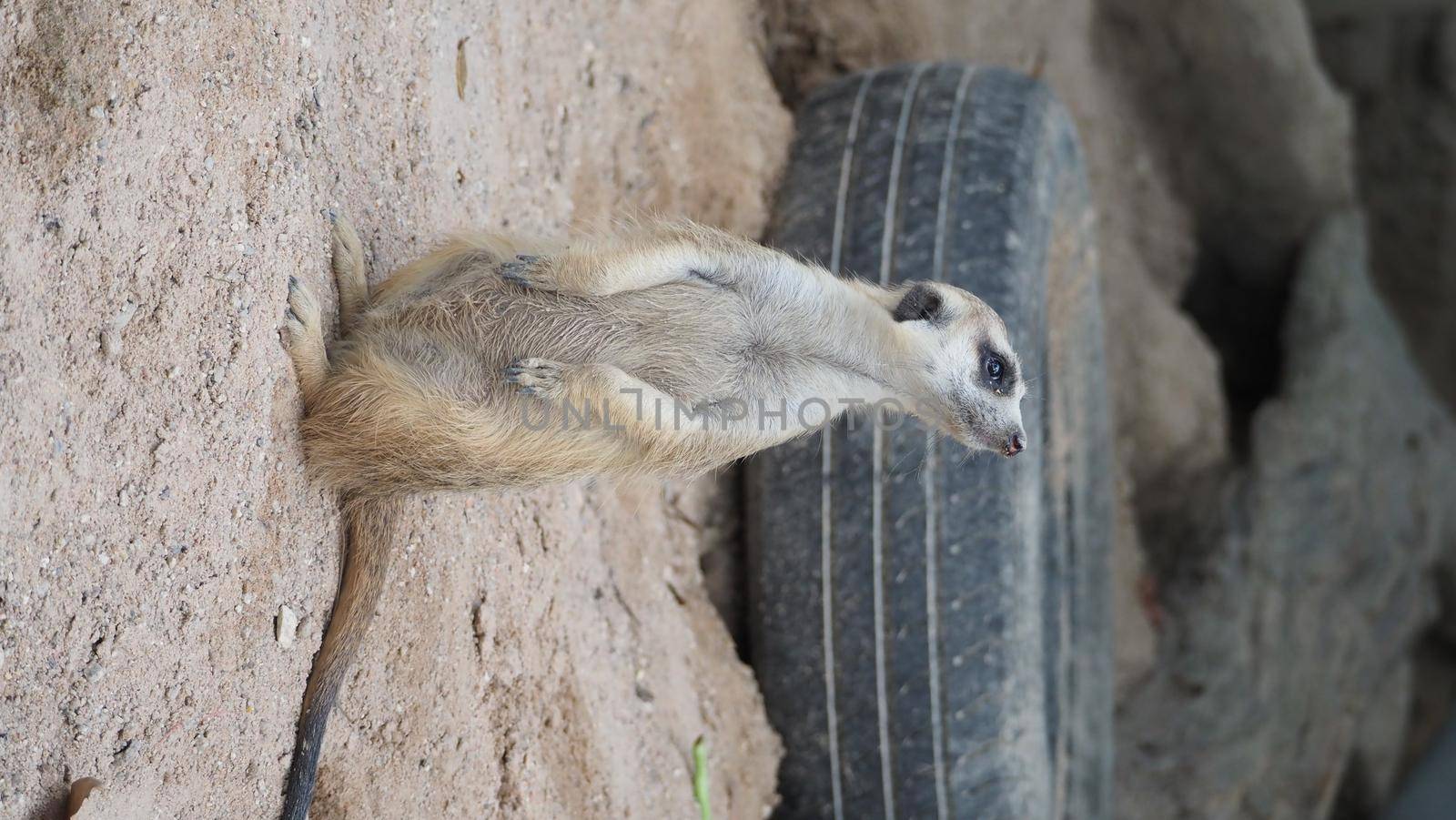 Meerkat looking for something. Suricata suricatta wild predators in natural environment. by gnepphoto