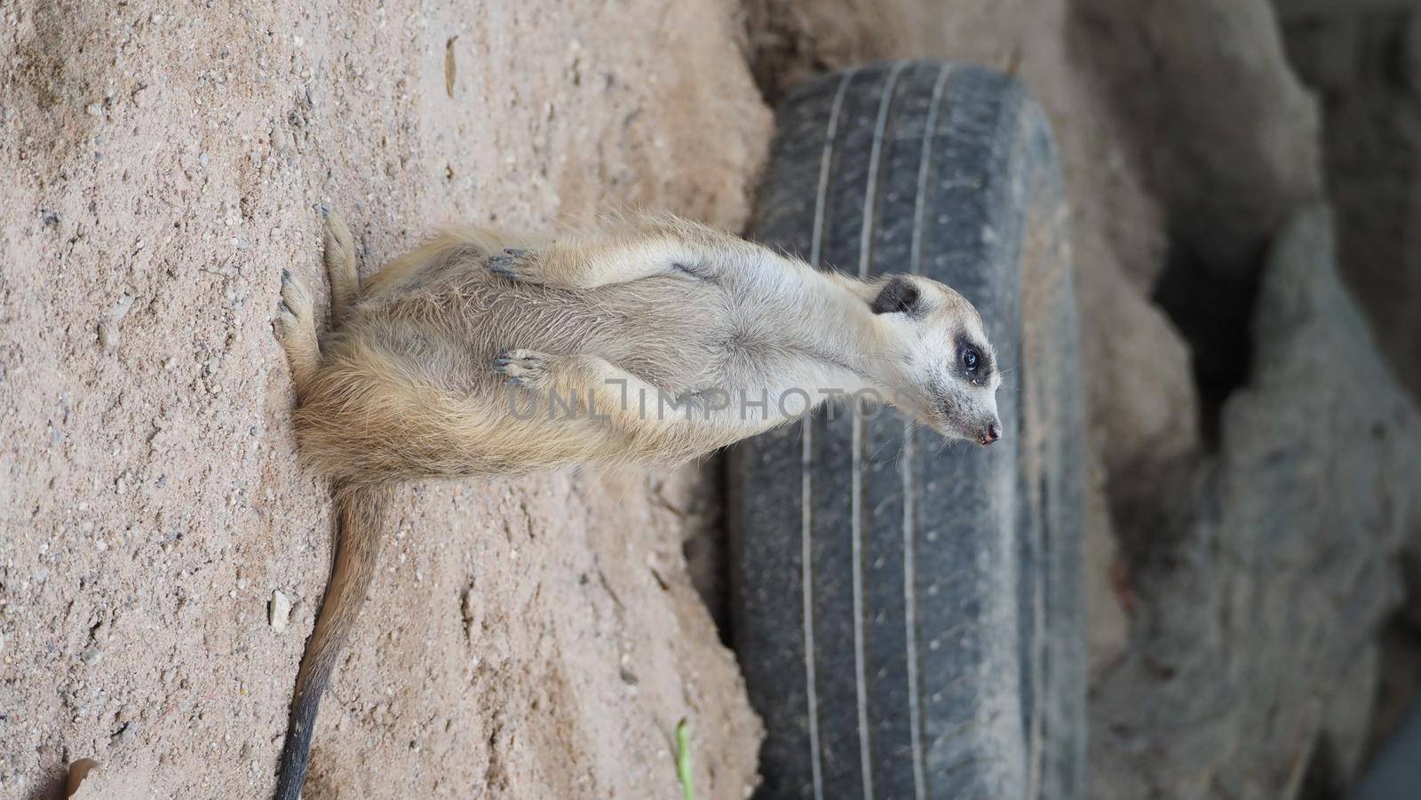 Meerkat looking for something. Suricata suricatta wild predators in natural environment. Wildlife scene from nature. Portrait of Meercat, Asian native animal, small carnivore mongoose family. Chonburi Thailand.