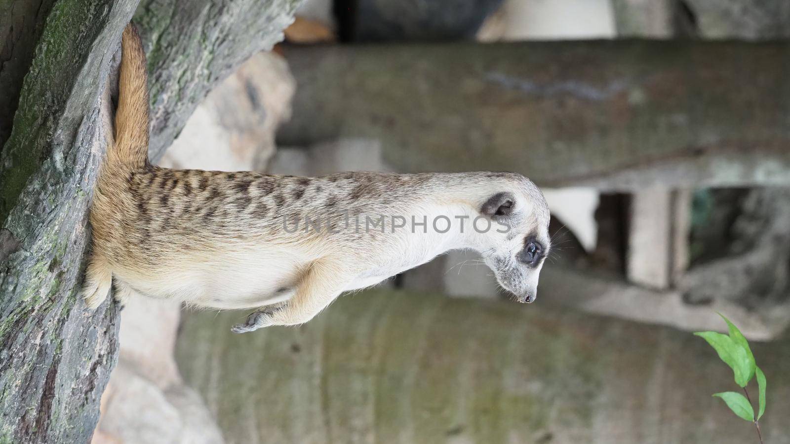 Meerkat looking for something. Suricata suricatta wild predators in natural environment. by gnepphoto