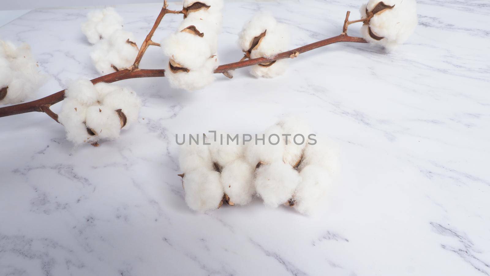 Cotton flower branch on white marble background, top view. by gnepphoto