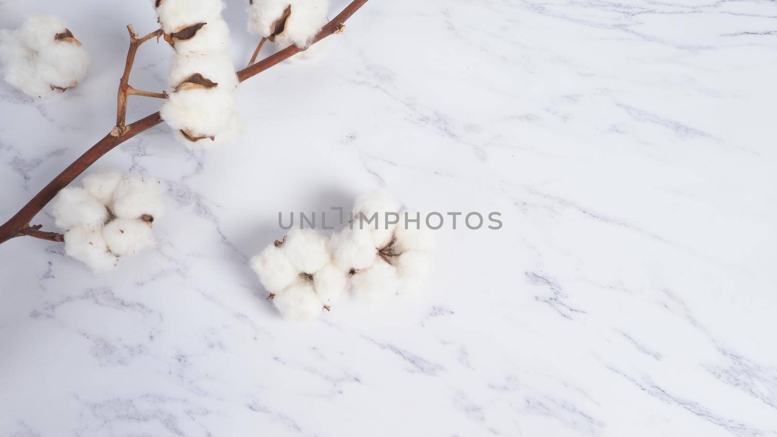 Cotton flower branch on white marble background, top view. Minimal layout high angle shot in studio. Floral cotton background and copy space. Delicate and pure natural soft white cotton flowers. 
