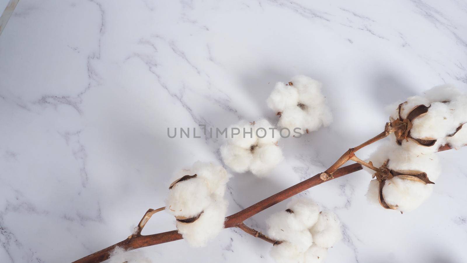 Cotton flower branch on white marble background, top view. Minimal layout high angle shot in studio. Floral cotton background and copy space. Delicate and pure natural soft white cotton flowers. 