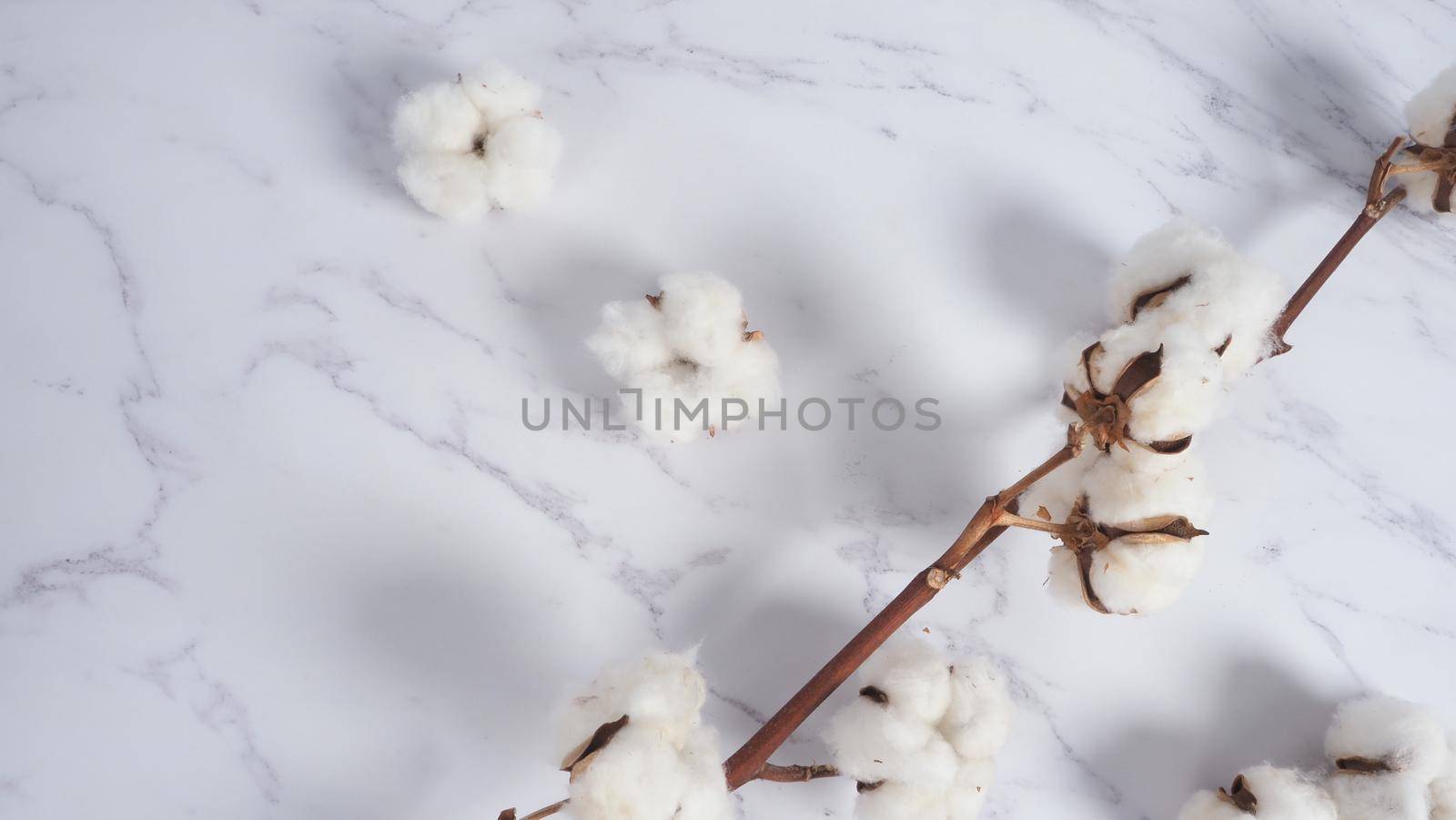 Cotton flower branch on white marble background, top view. Minimal layout high angle shot in studio. Floral cotton background and copy space. Delicate and pure natural soft white cotton flowers. 