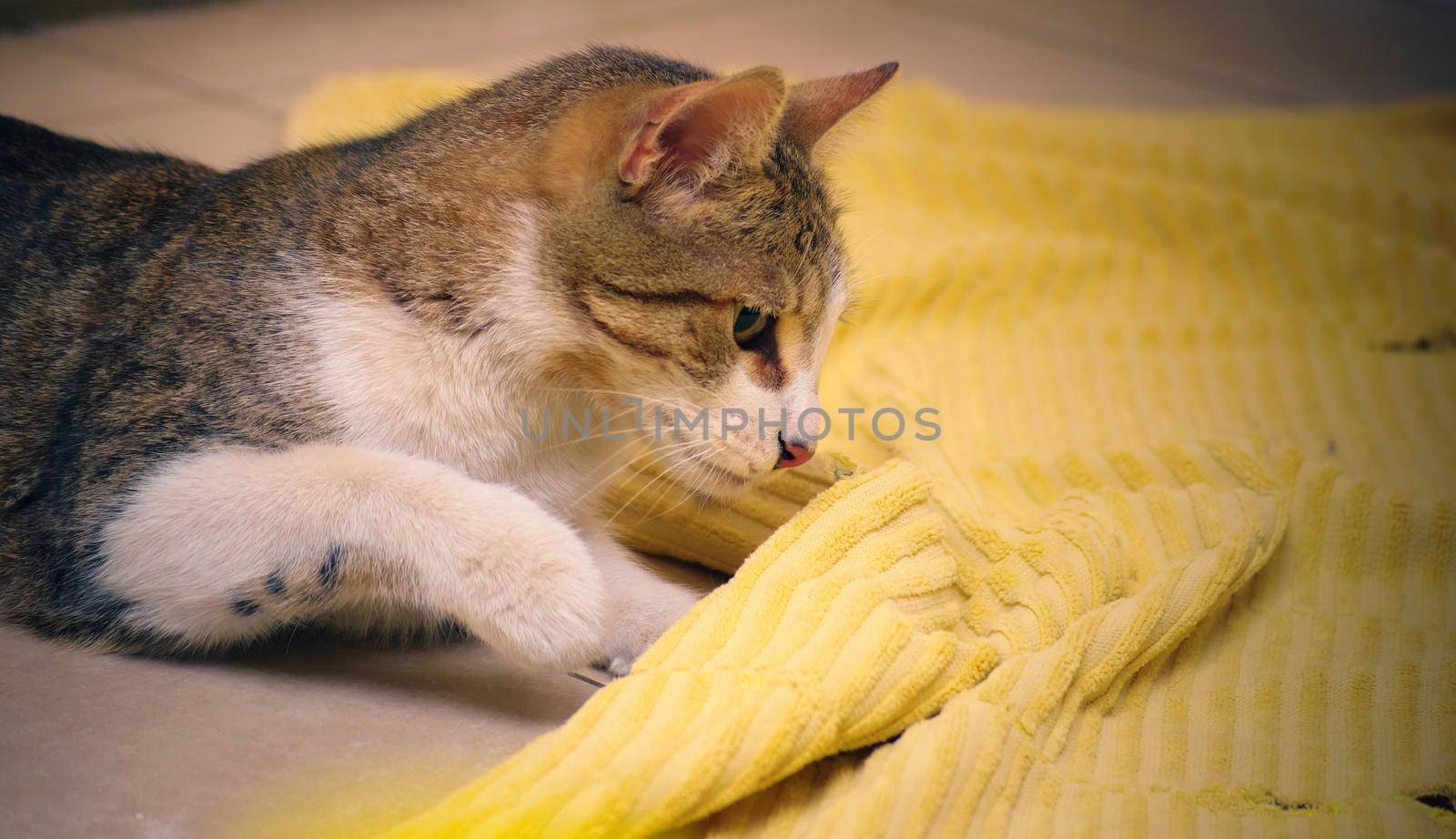 Happy, healthy domestic tabby cat playing hunt, just about to pounce. by hernan_hyper