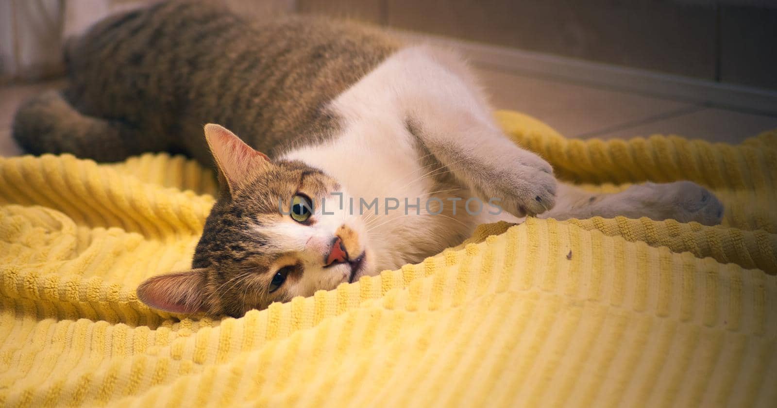 Gorgeous, healthy tabby cat playing on the floor with a yellow towel.