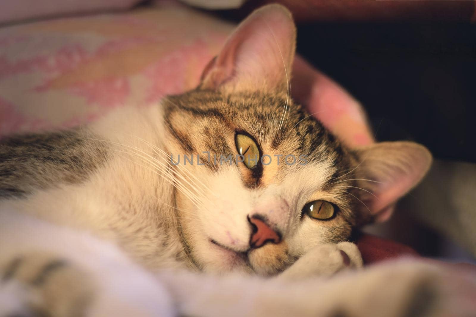 Gorgeous tabby cat with green eyes, staring intensely at the camera.