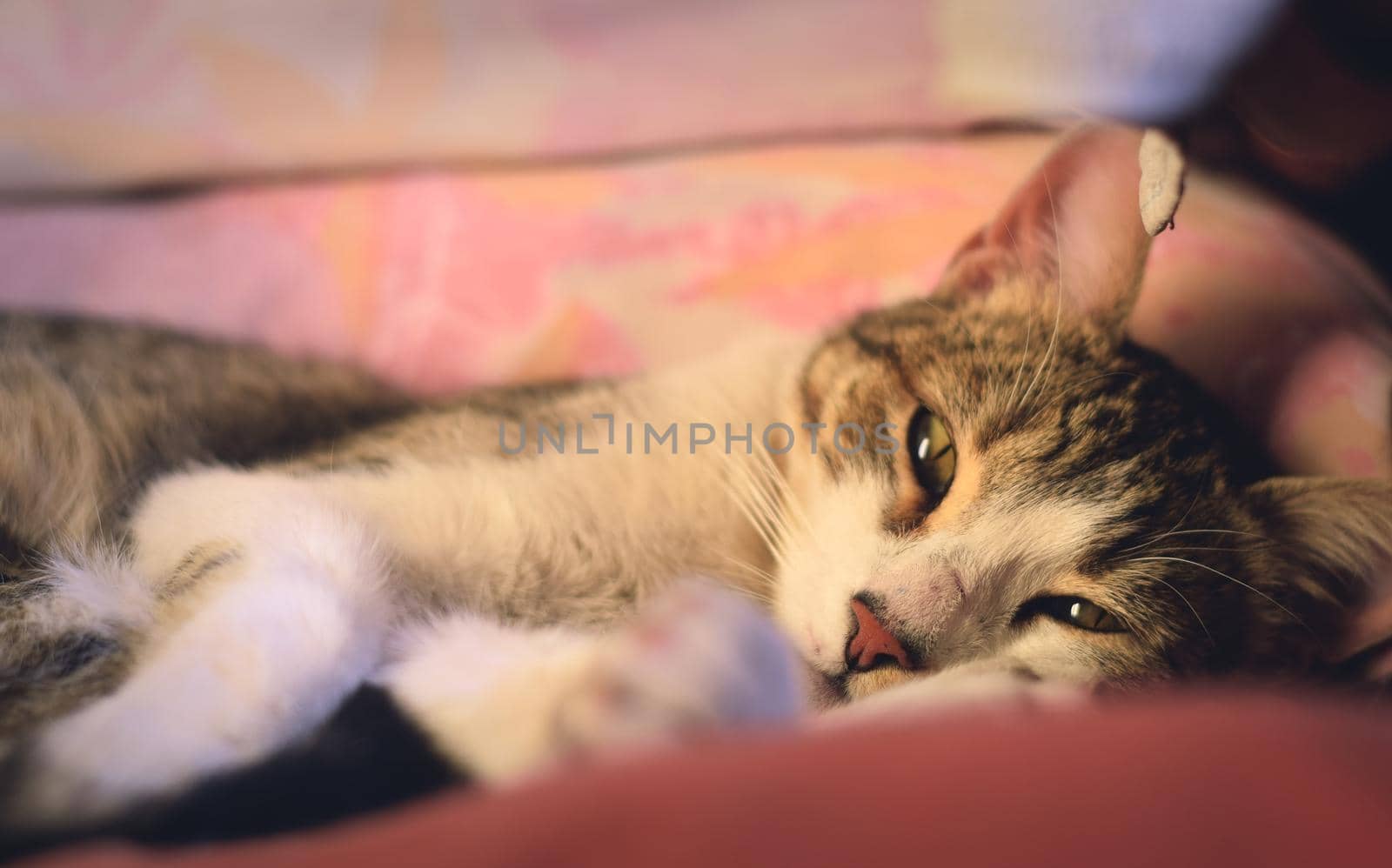 Lazy tabby cat with green eyes lying in a couch, looking at camera.