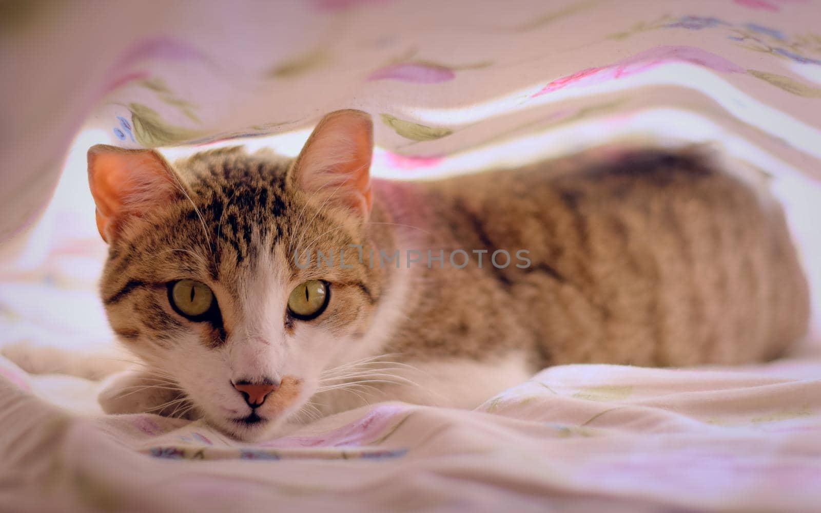 Gorgeous tabby cat with green eyes, staring at the camera, under the bedsheets. by hernan_hyper