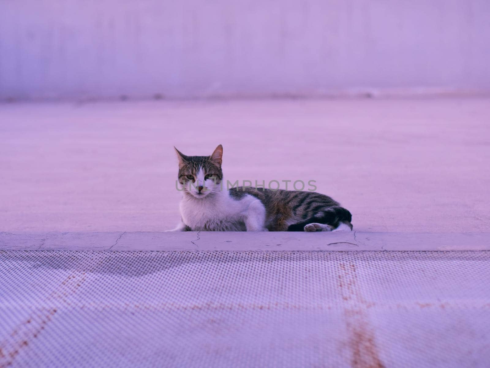 Gorgeous tabby cat lying on a rooftop at twilight, staring intensely at the camera.