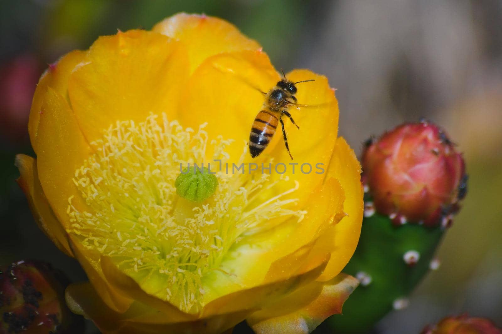 Honey bee collecting nectar and pollen from a blossoming cactus flower in late spring. Macro close up.