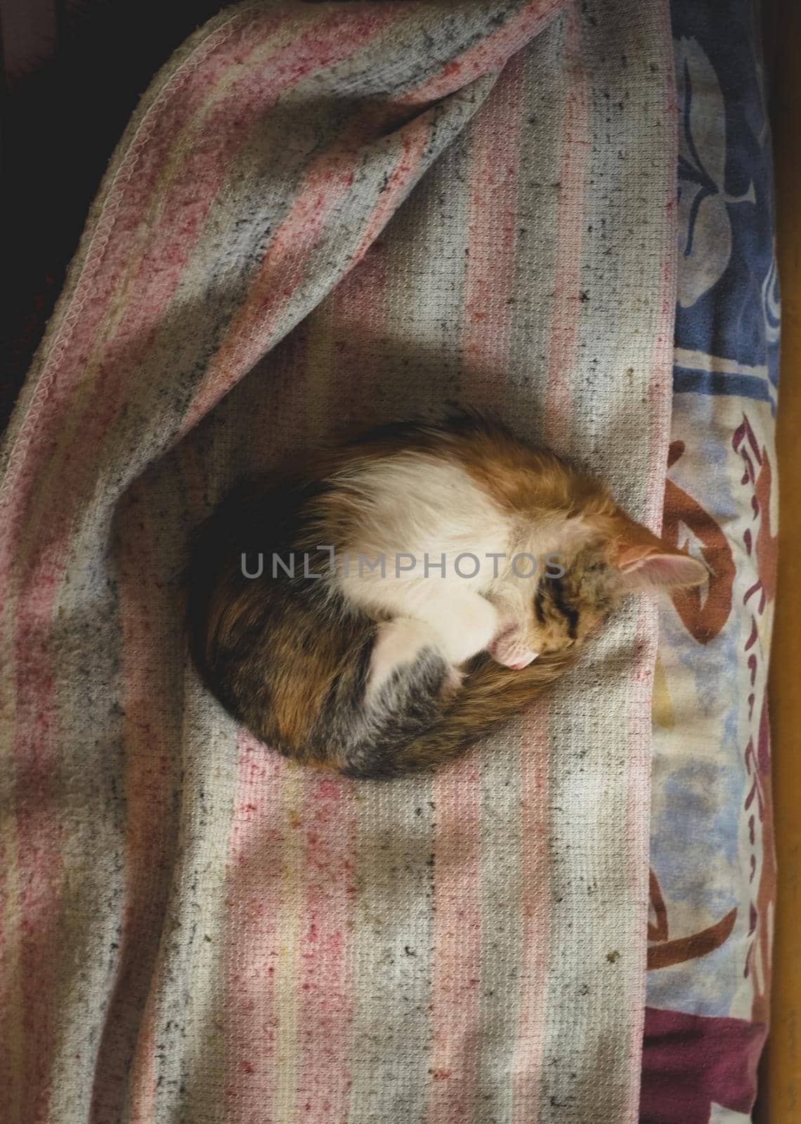 Sleeping tabby kitten curled up in a ball. by hernan_hyper