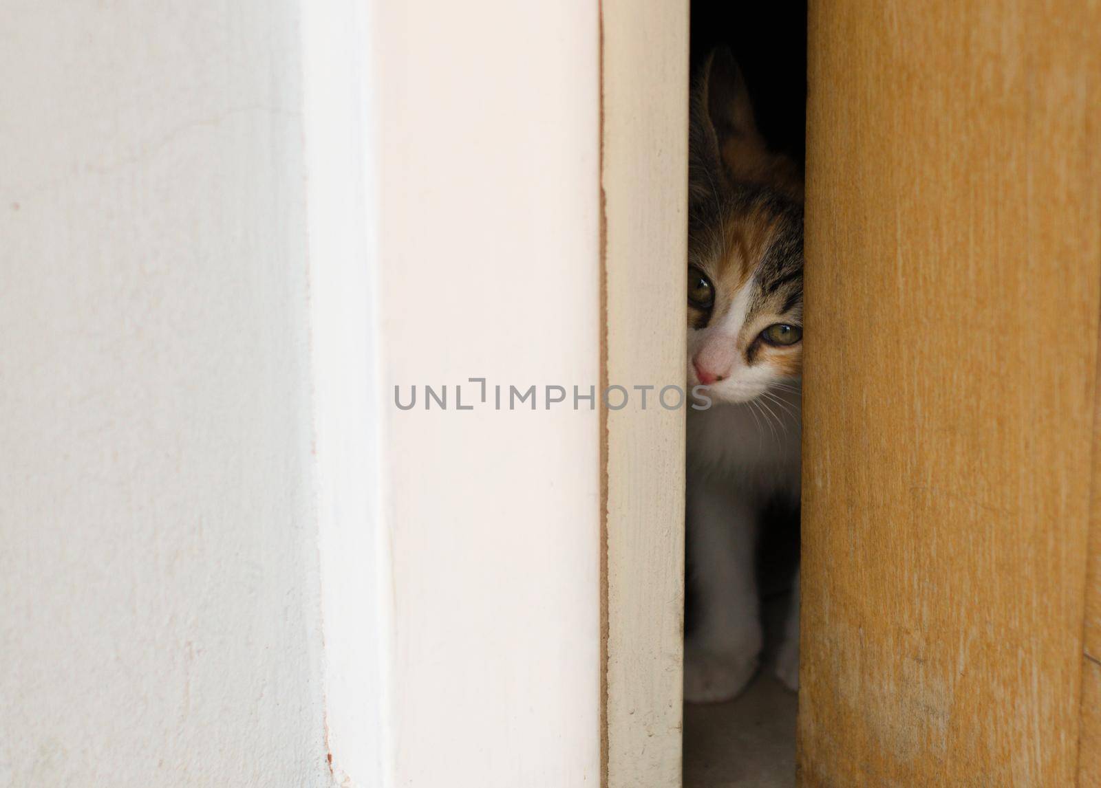 Tiny kitten peeking through an barely open door. by hernan_hyper