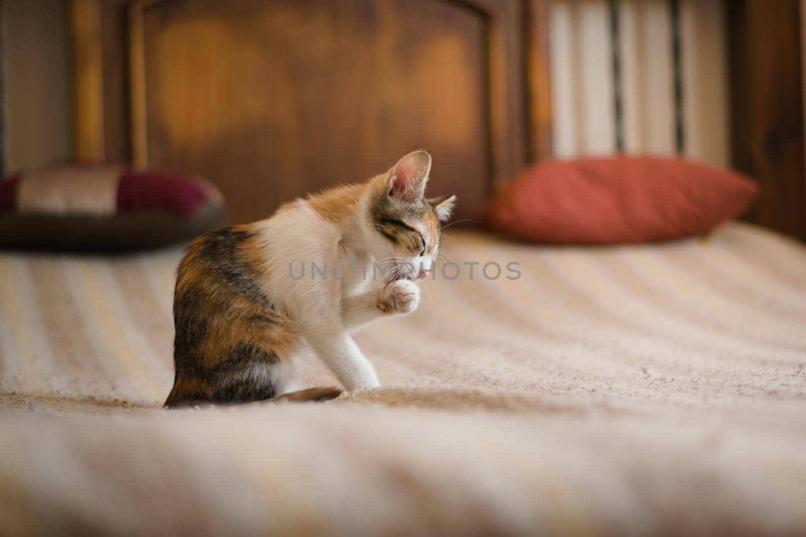 Cute tabby kitten grooming itself. by hernan_hyper