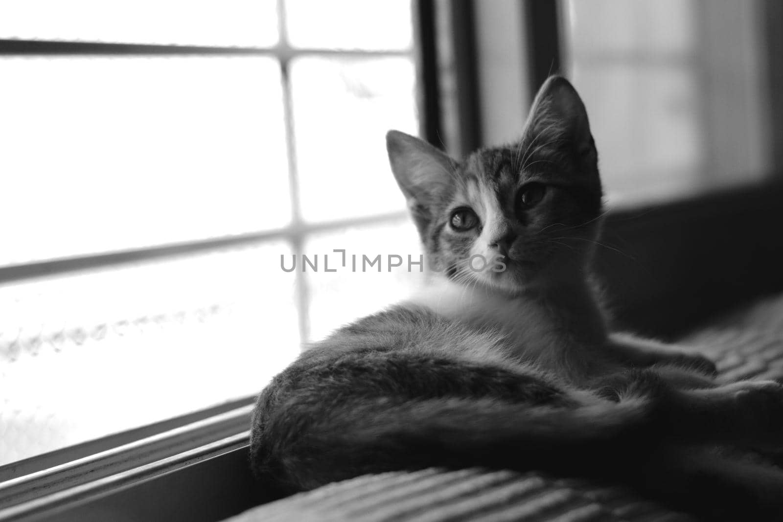 Cute tabby kitten lying by a window. Black and white.