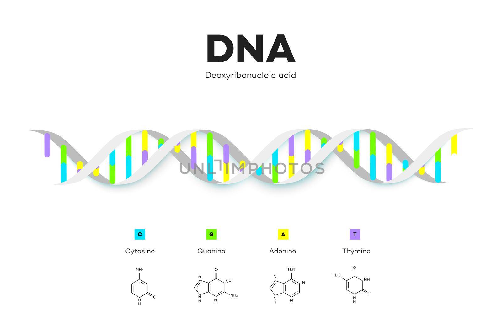 Molecular Structure Of DNA. Infographic Educational Vector Illustration.