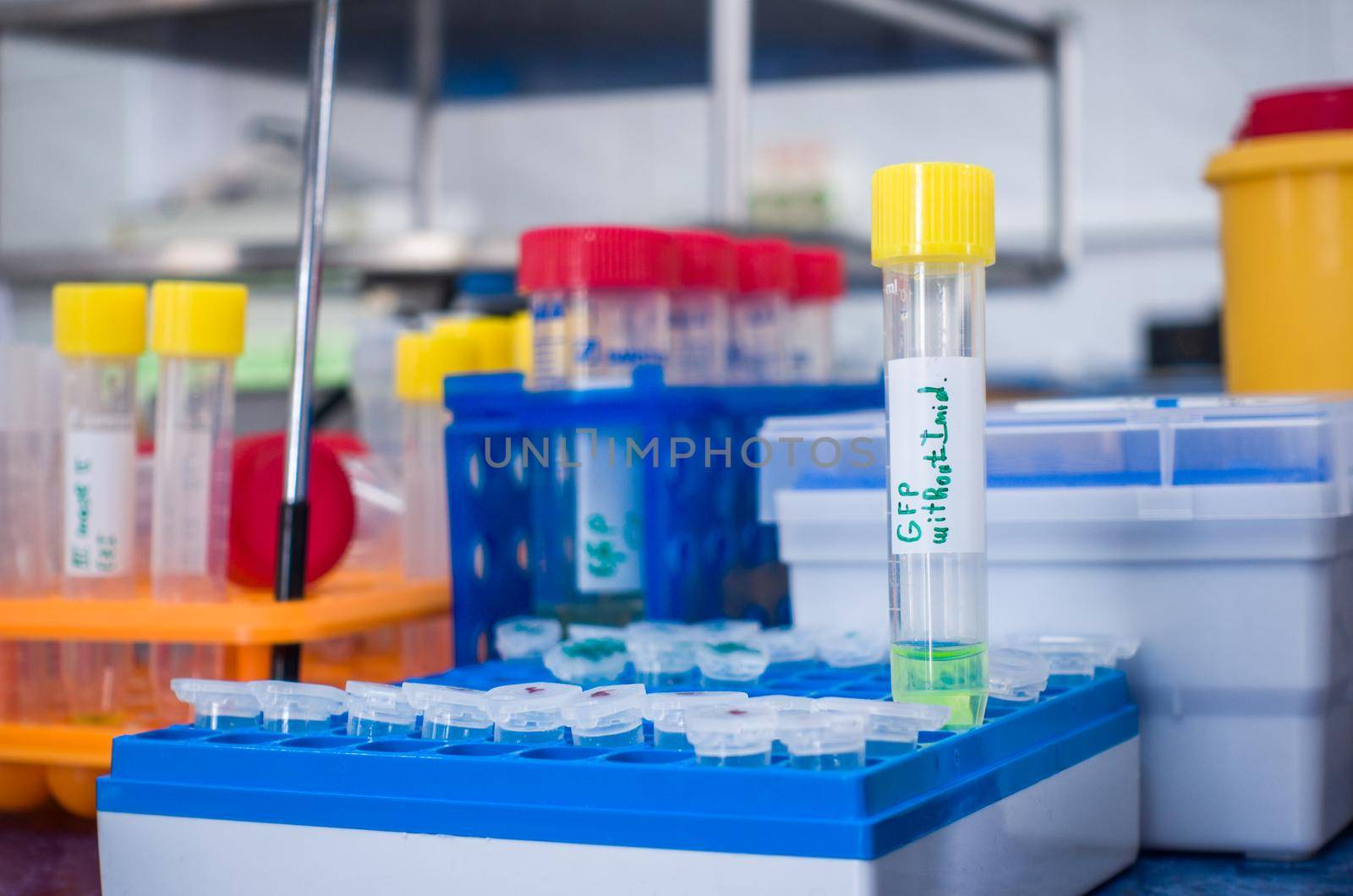 A set of test tubes with reagents in a tripod. Preparation for the experiment. A tripod with test tubes on the table. A flask with a liquid culture of bacteria next to the test tubes.