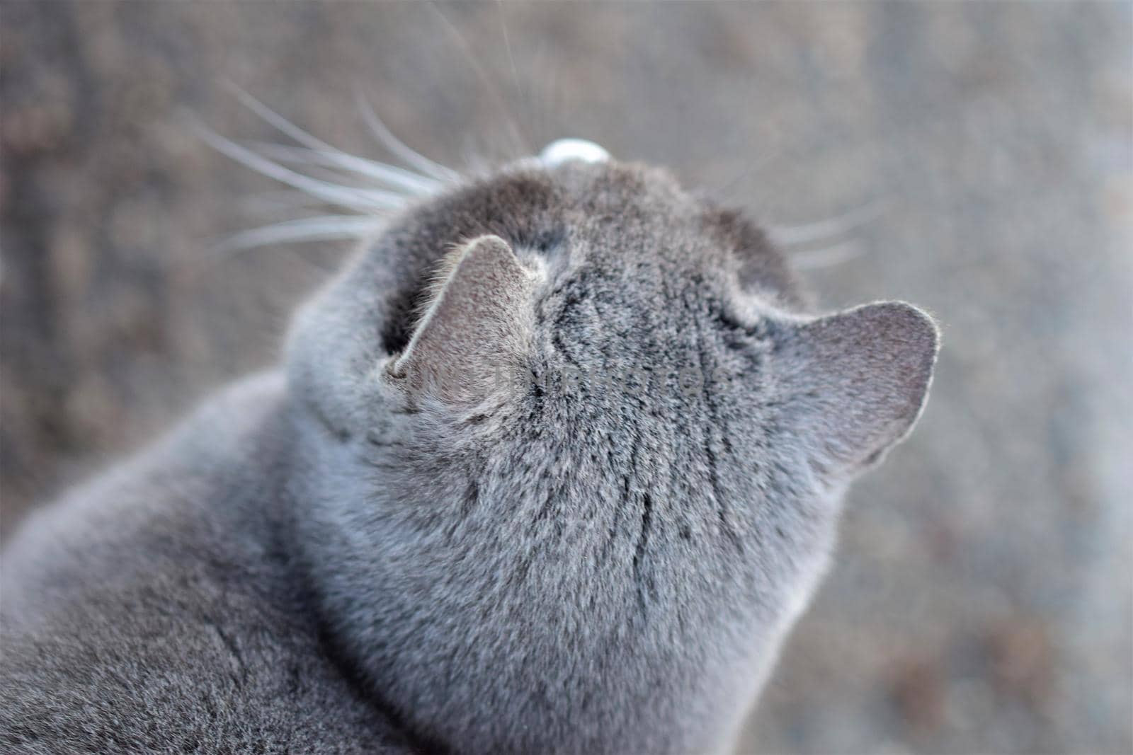 Top view of the head of a grey head against a grey blurred background