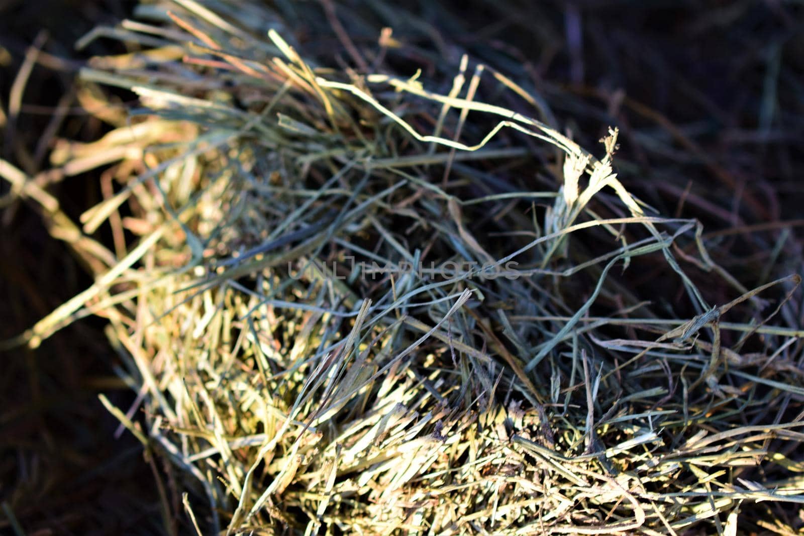 Close-up of hay on the ground in the sunlight