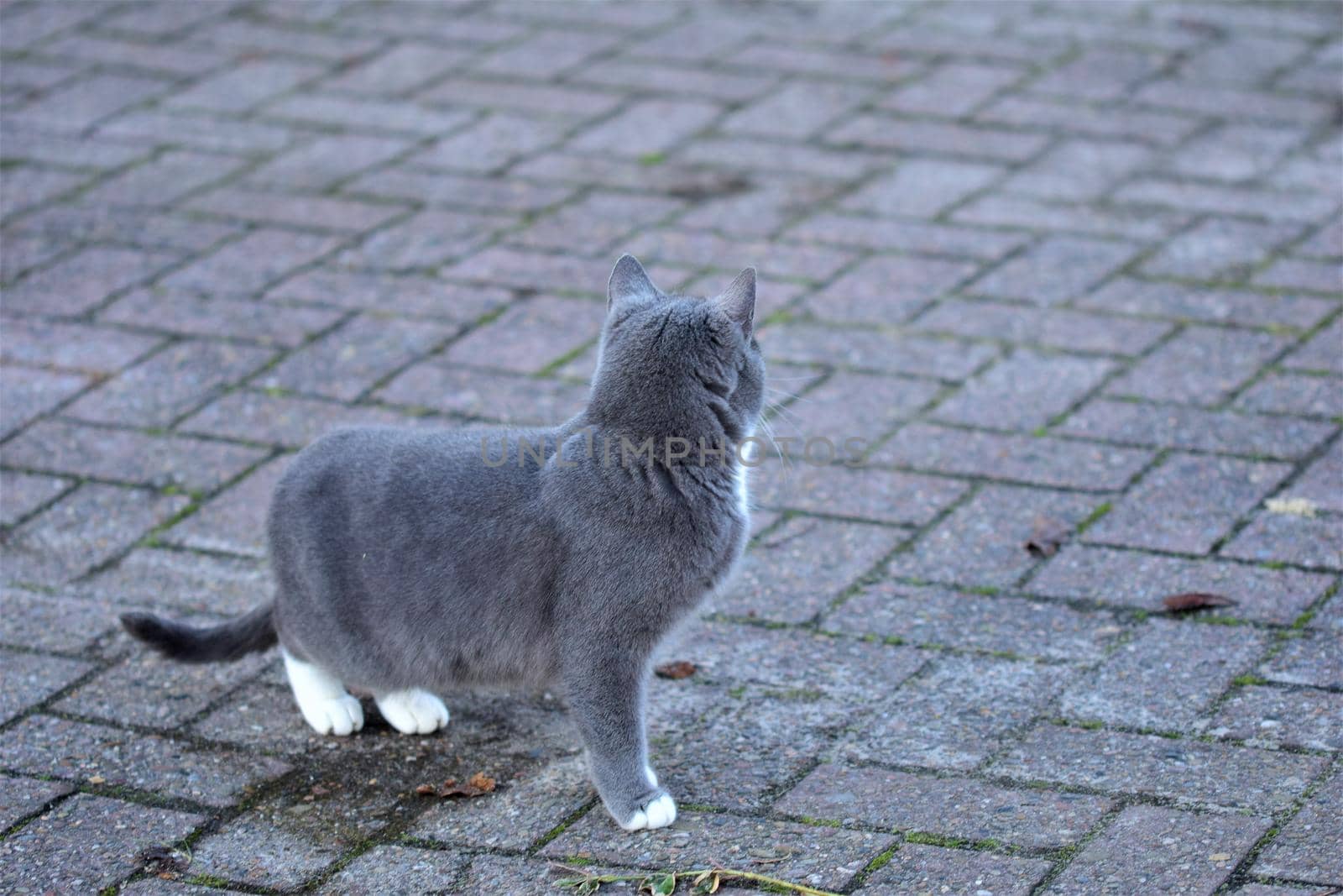 Side view of one grey cat against a grey background