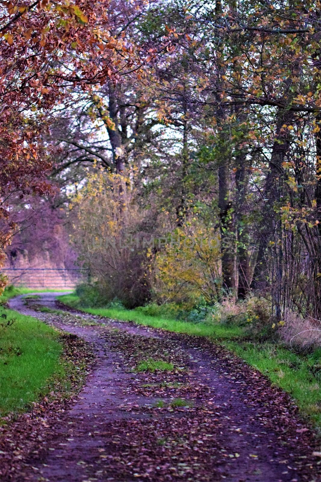 Pasture gate blocks at the end of a small concrete road by Luise123