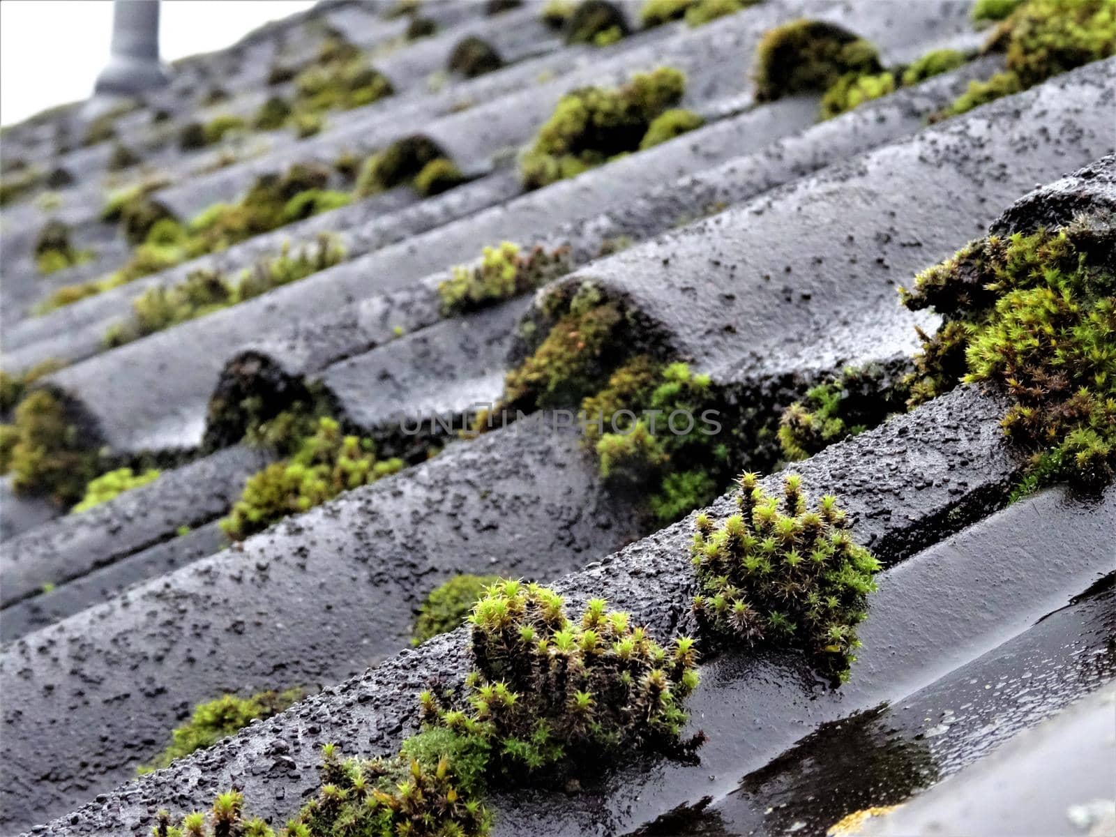 Close up of growing moss on the roof