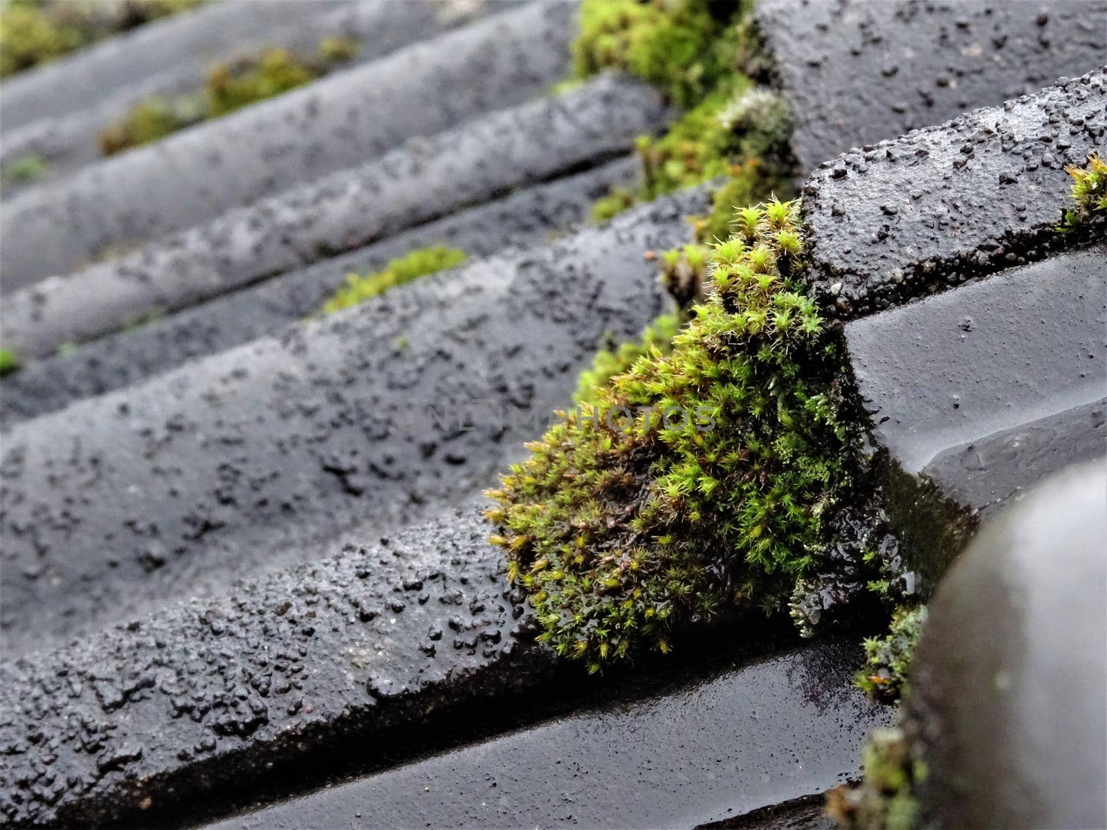 Close up of growing moss on the roof