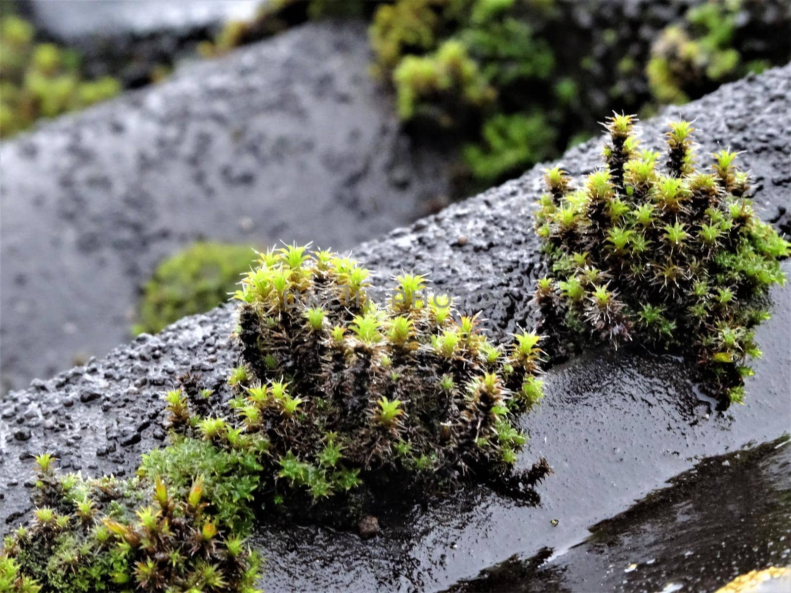Close up of growing moss on the roof