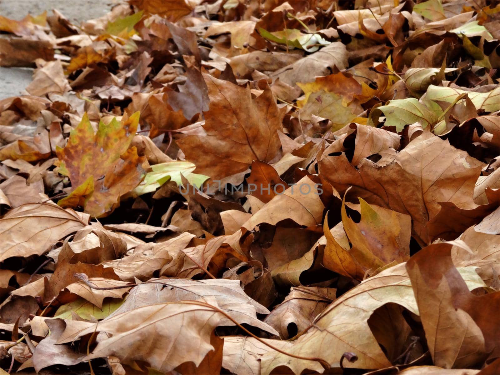 autumn leaves in yellow and brown on the floor