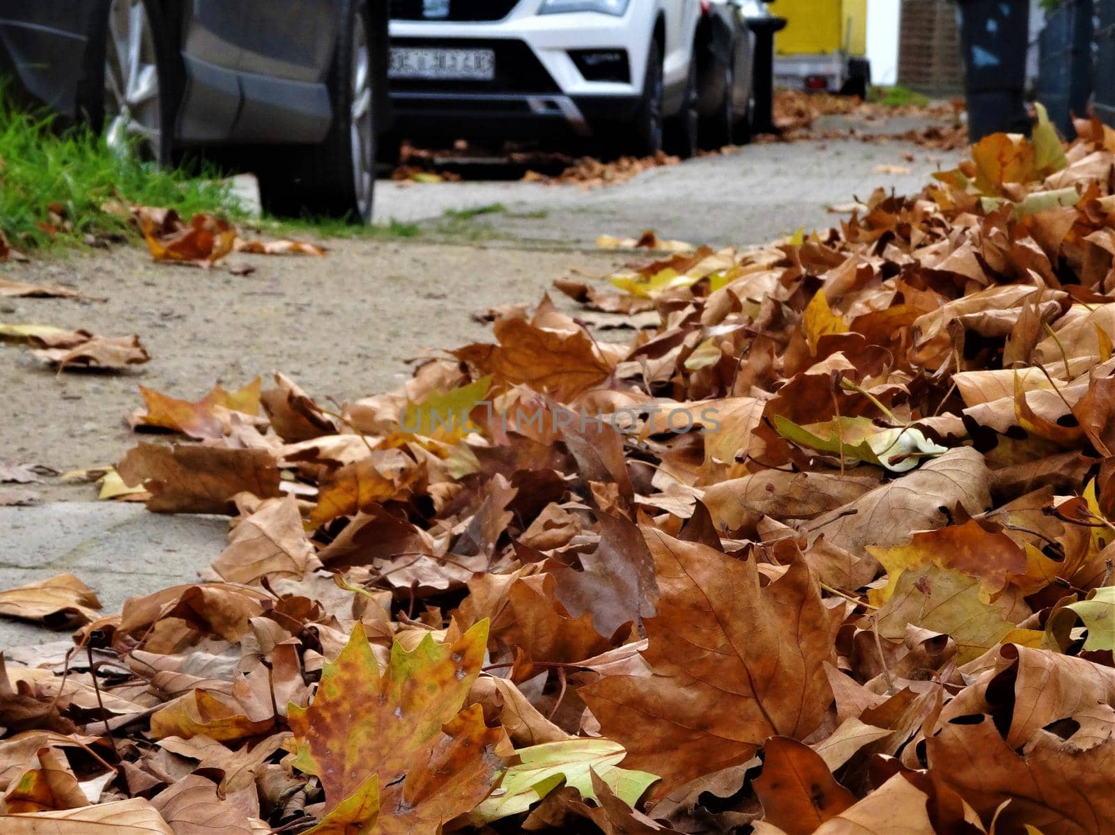 autumn leaves in yellow and brown on a side walk with cars in the background