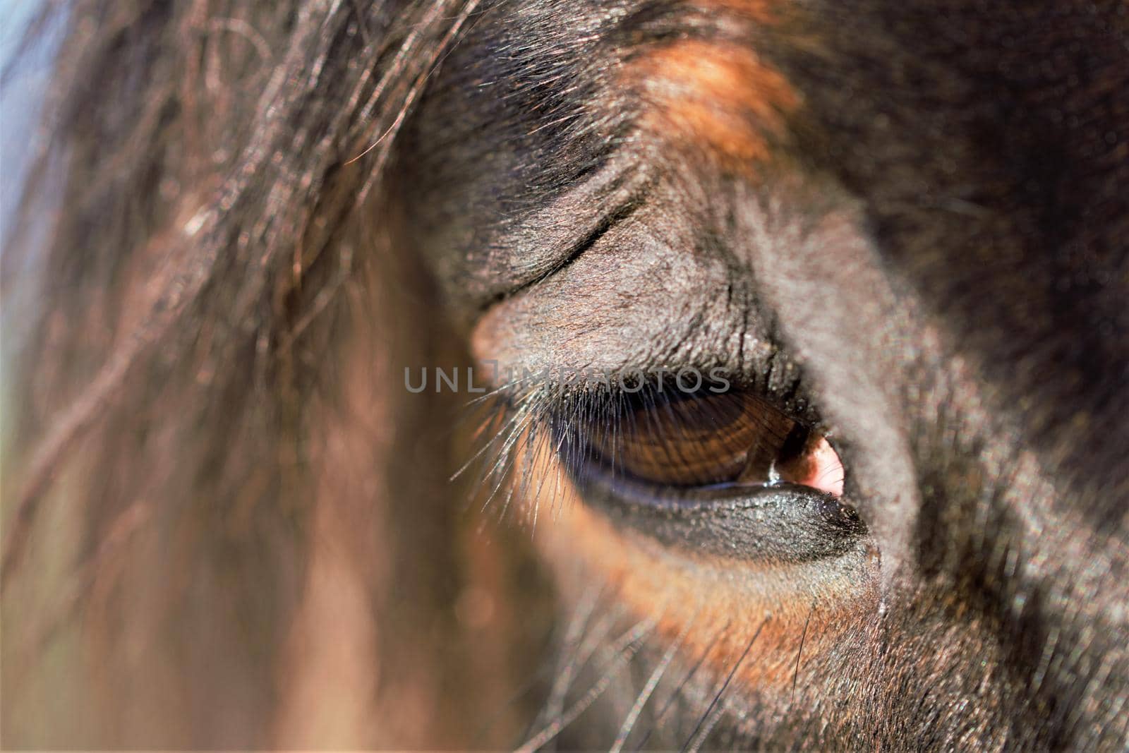 Close-up of a brown horses eye