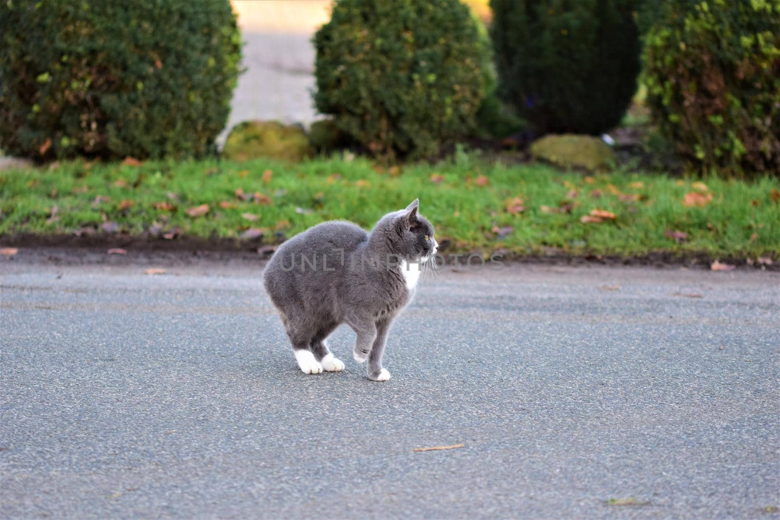 Grey colored cat walking across an aspalt road with grass and bushes in the background